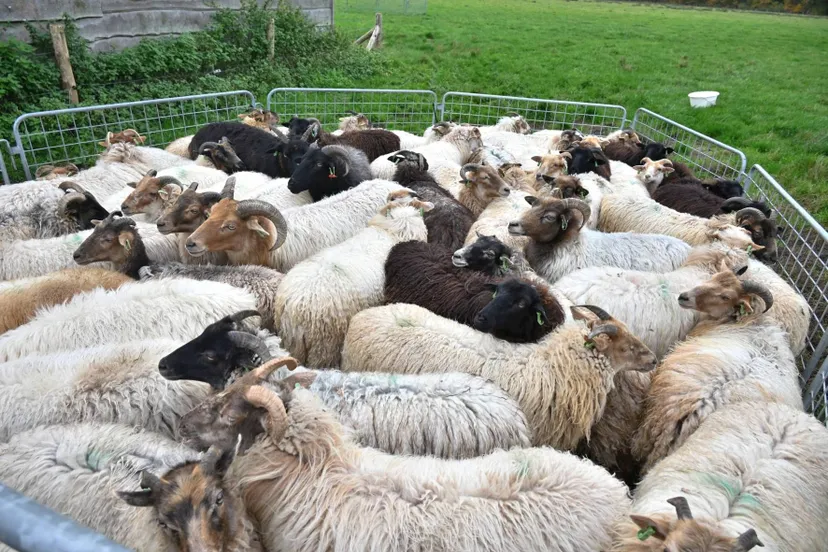 pn21102024 havelte schaapskooi