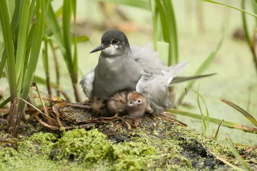 vogelwacht uff hav dewieden klein