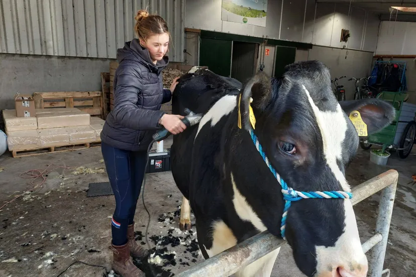 wanneperveen veekeuring rosalie petter