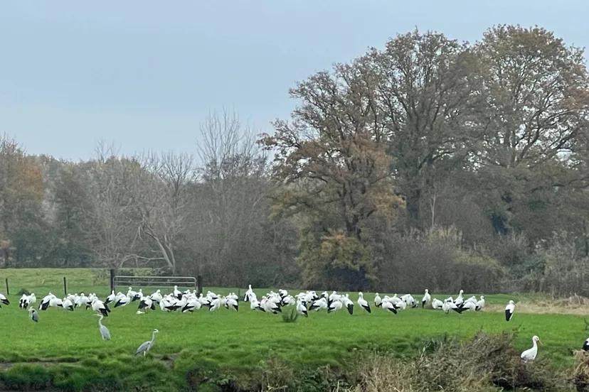 pn14112021 ooievaars reestdal1