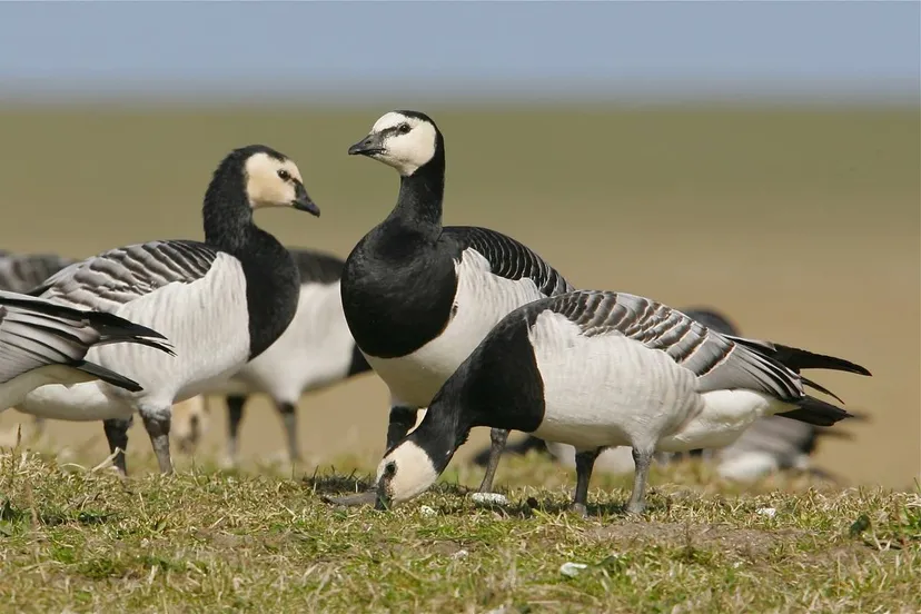 havelte brandgans 302 foto geert de vries