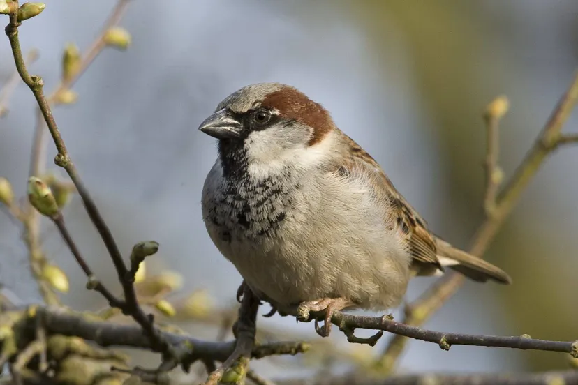 lo16110 mus jacob vd weele