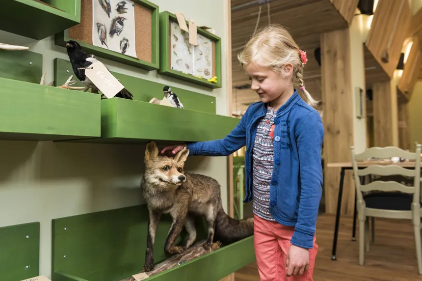 ruinen bezc opgezette vos janko van beek