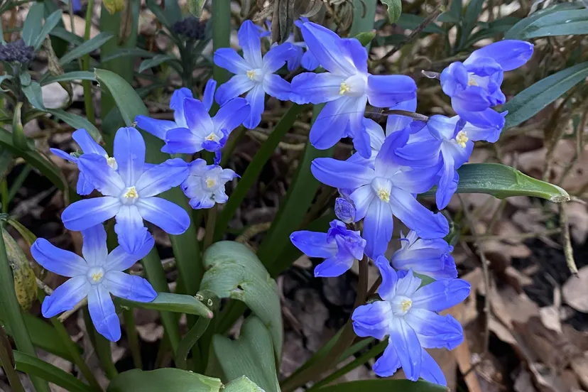 vledder vergroent sneeuwroem