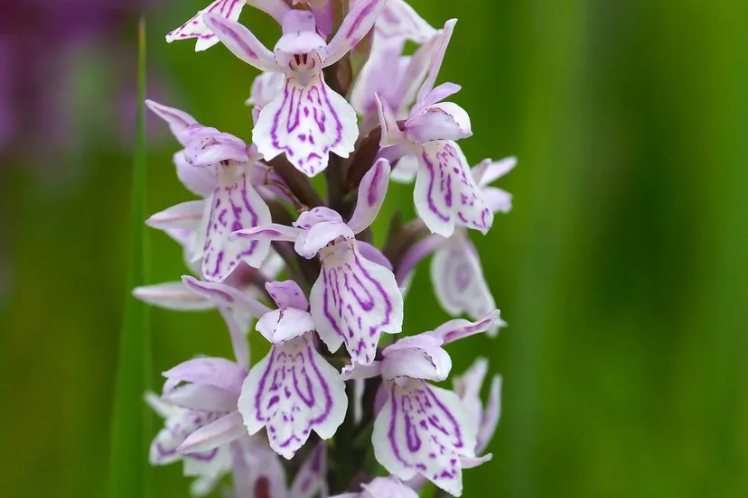 DWI D. maculata ssp. maculata Hoogeveen foto Hans dekker