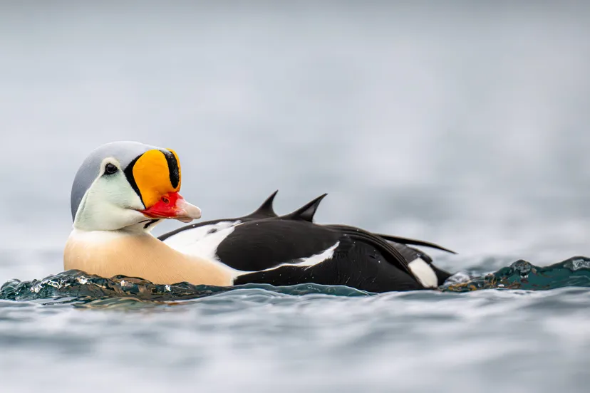 Uffelte MvdR- foto Maas van de Ruitenbeek