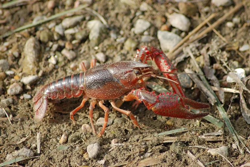 barbara808 pixabay freshwater crayfish 4494372 1280