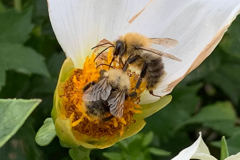 bijen en bloem cizo img 5956