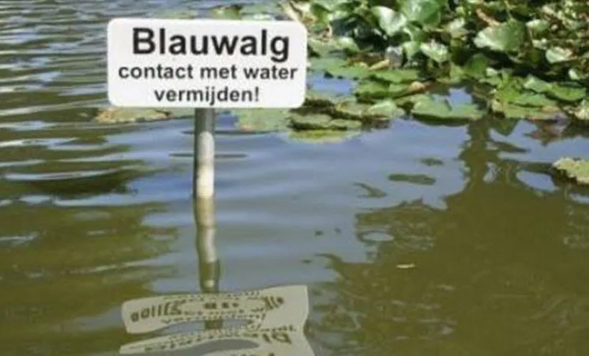 blauwalg 030819