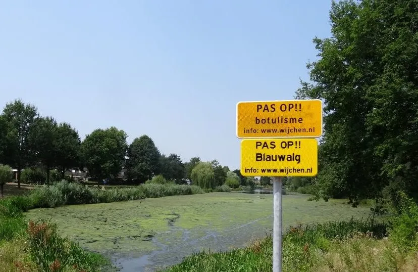 blauwalg e1565088428576