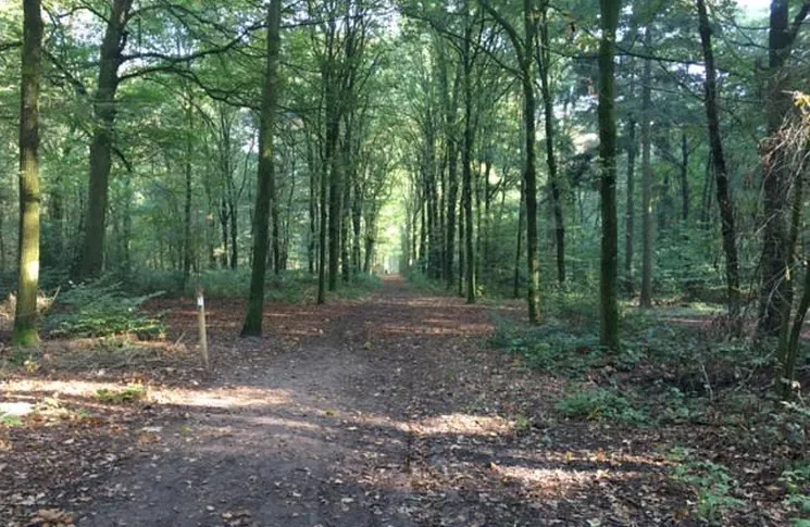 bos bomen 01