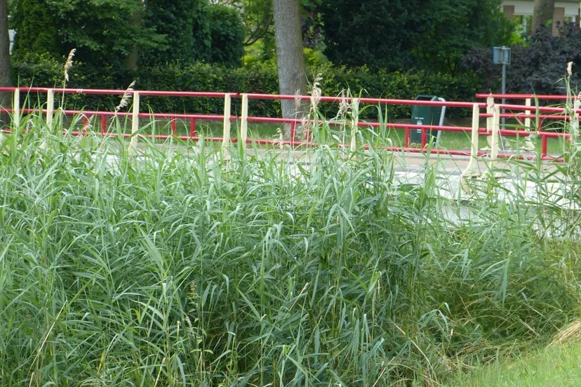 brug mr van coothlaan