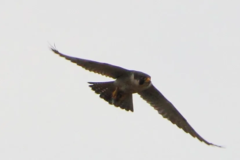 buizerd 02 rembert weijers