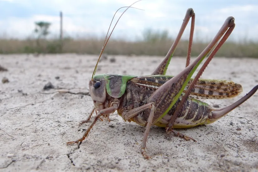 decticus verrucivorus 7 wrattenbijter saxifraga mark zekhuis