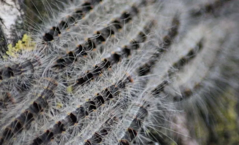 eikenprocessierups 02