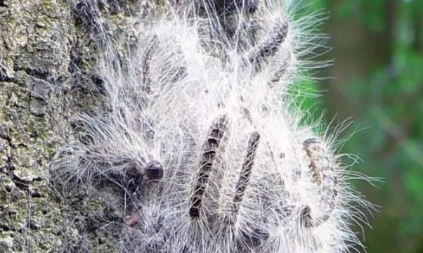 eikenprocessierups