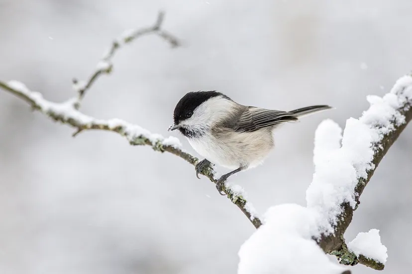 erik karits pixabay willow tit 4885941 1280