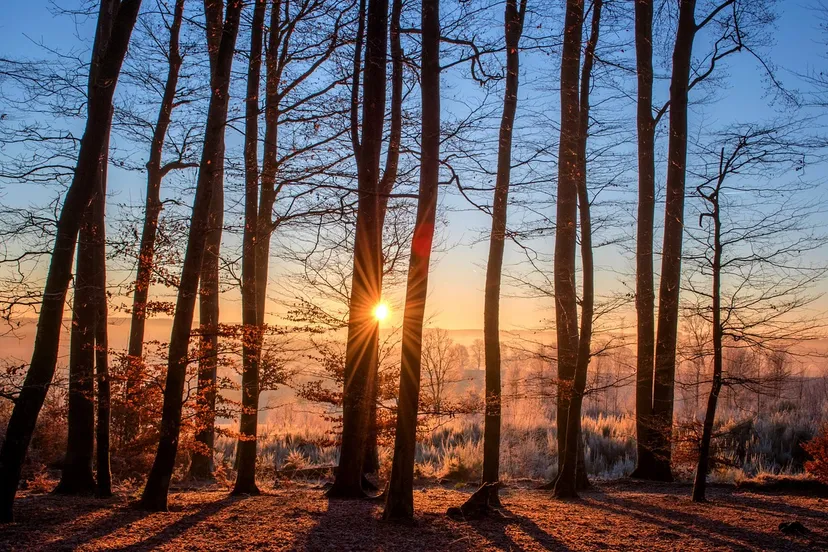 forest g6155c65b6 1280