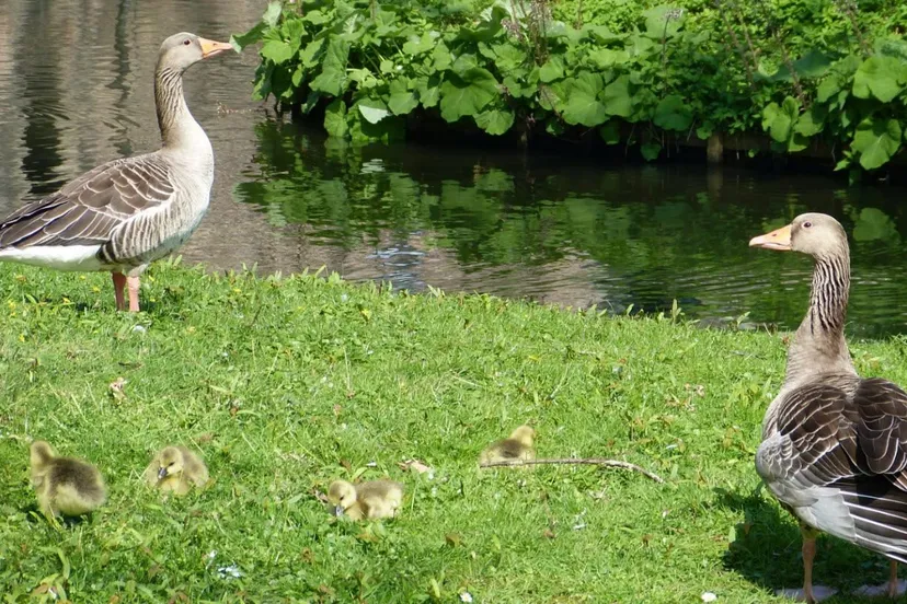 ganzen en kuikens 01 e1554891657346