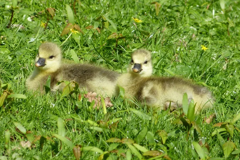 ganzen en kuikens 03