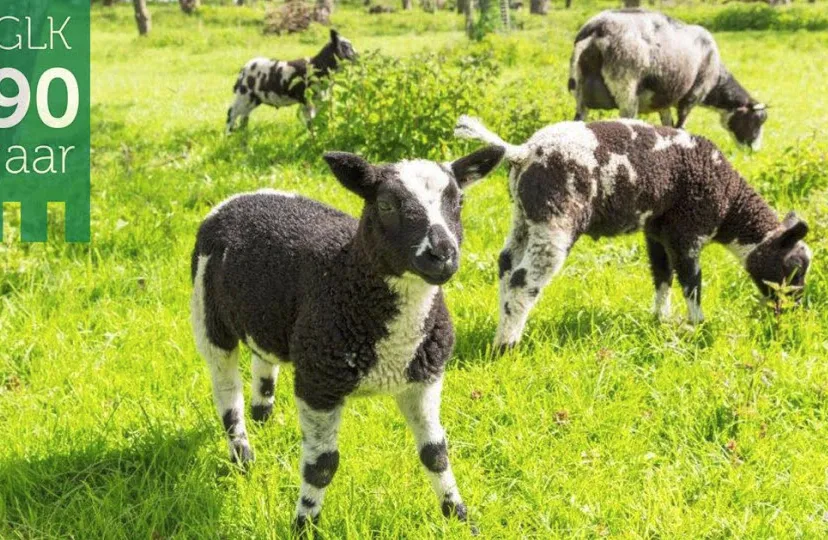 geldersch landschap kasteelen schapen