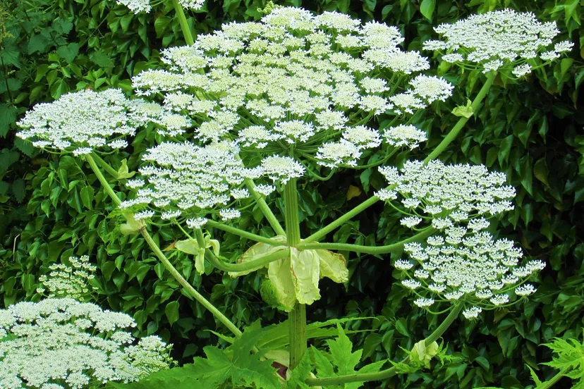 giant hogweed 6377833 1280