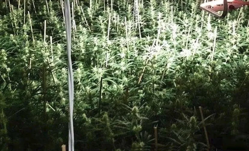 hennepkwekerij kraanvogelstraat 15