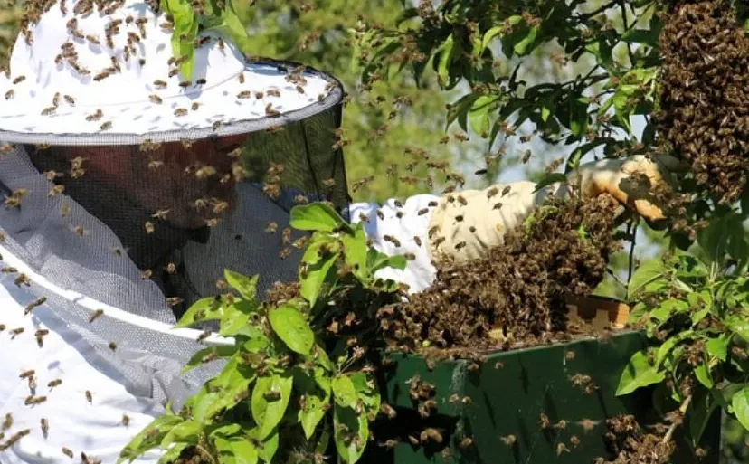 imker janet van ommeren pixabay