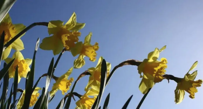 narcis en zon