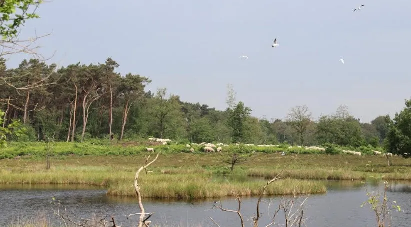 overasseltse en hatertse vennen