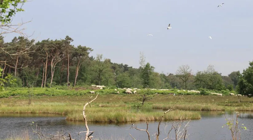 overasseltse en hatertse vennen