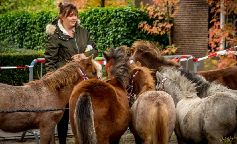 paardenmarkt wijchen 2019 011