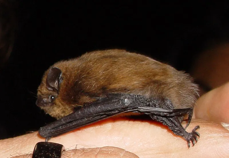 pipistrellus pipistrellus lateral