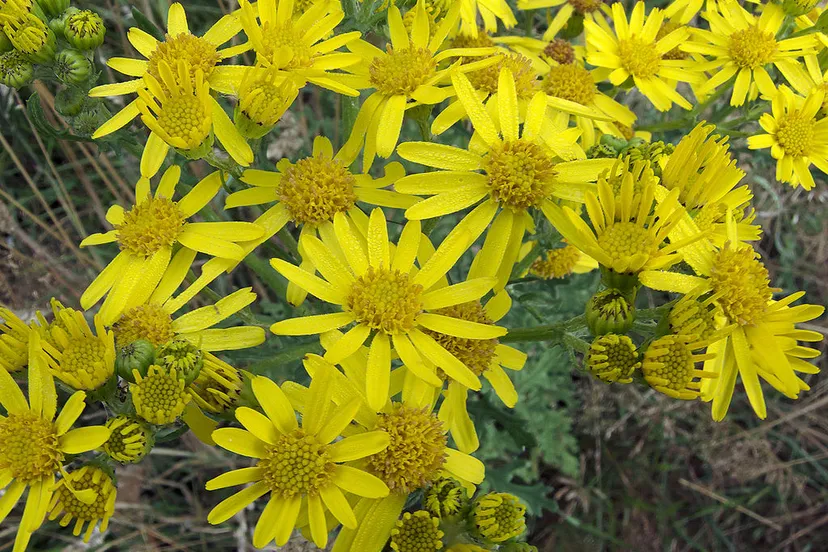 rasbak wikipedia 1024px jacobaea vulgaris subsp vulgaris flowers