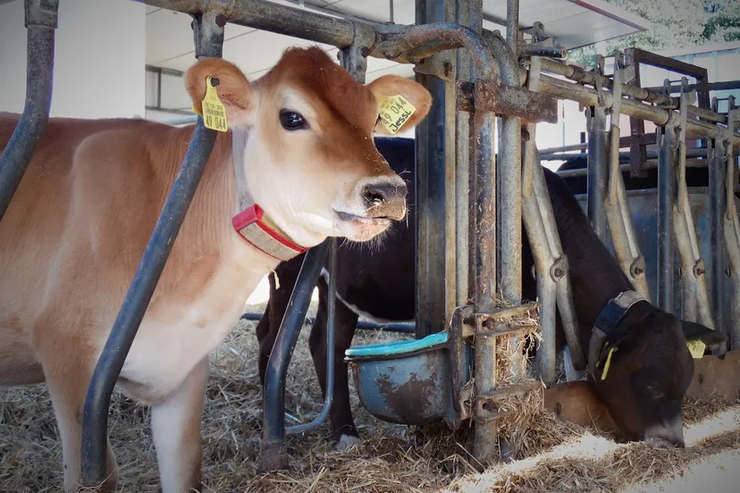 rudiger u via pixabay beef 2736874 1280