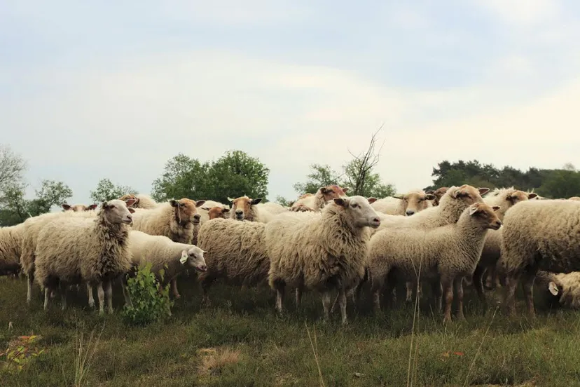 schapen