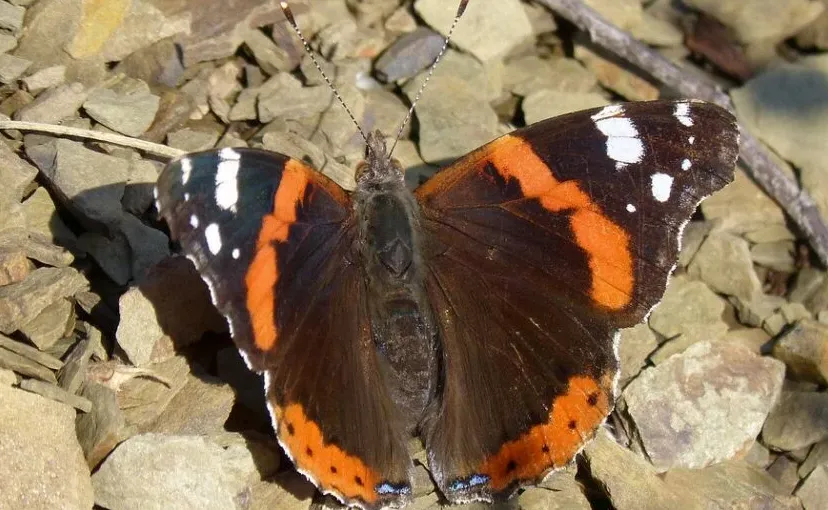 schermafbeelding 2021 06 26 om 162008