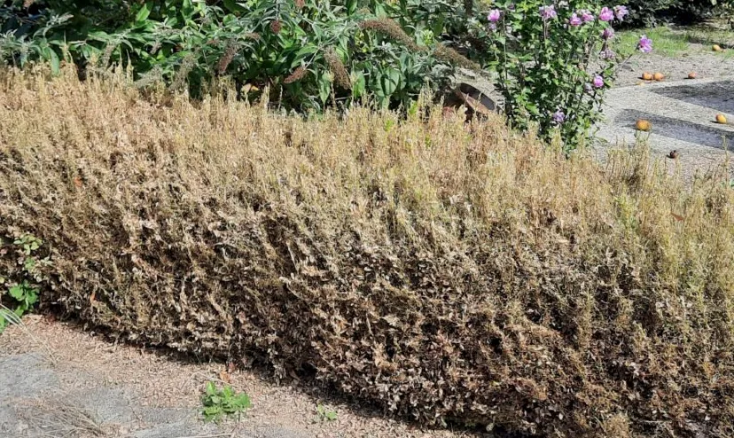 schermafbeelding 2021 09 07 om 143715