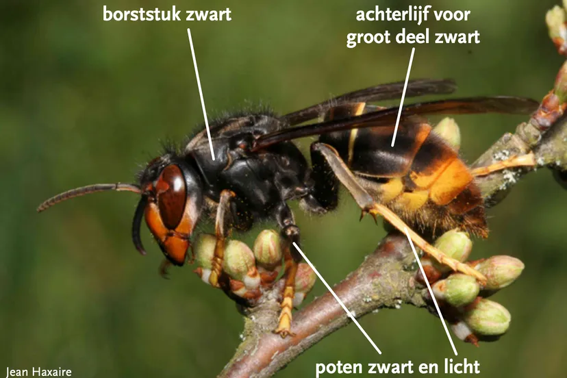 schermafbeelding 2022 04 22 om 094931