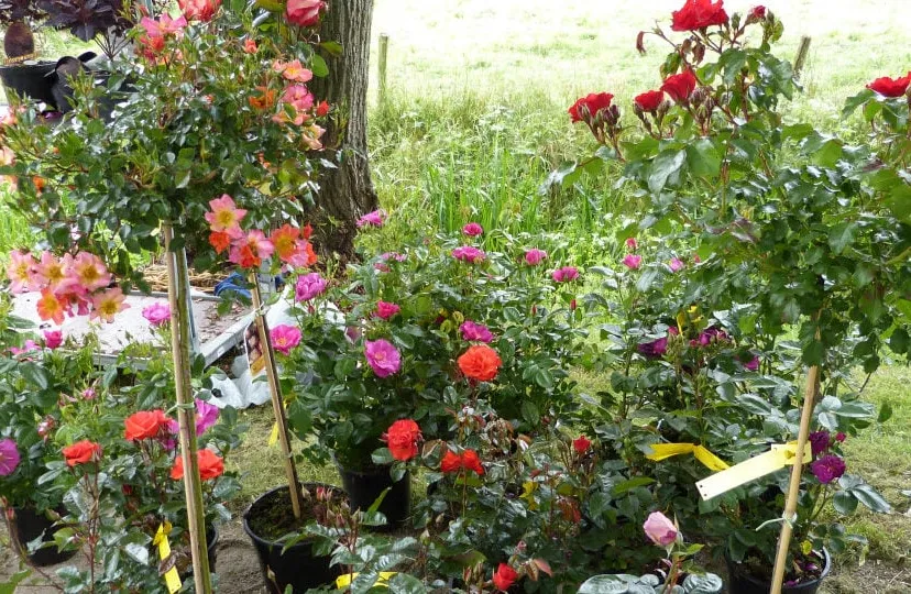 tuinmarkt hernen 01 e1559675148586