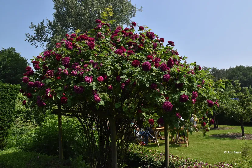 tuinmarkt hernen 2016 21