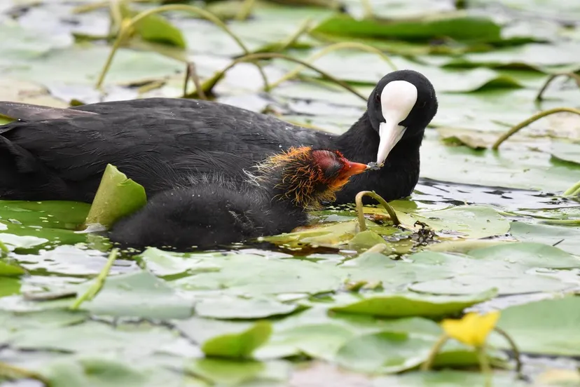 vogels ans baars van haalen