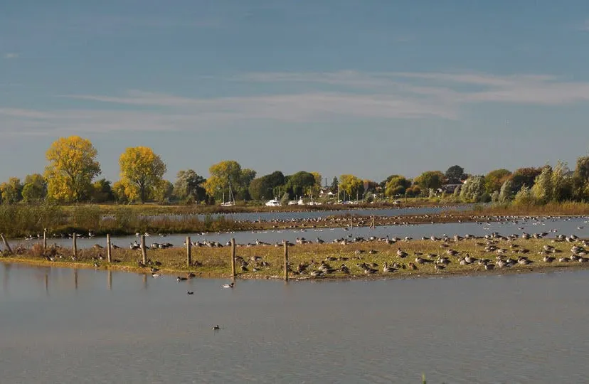 vogels liendense waard
