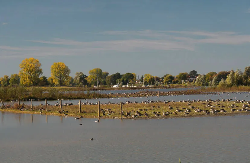 vogels liendense waard