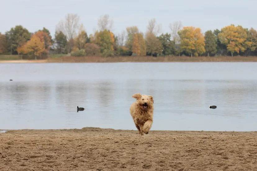 vrolijke hond op het strand