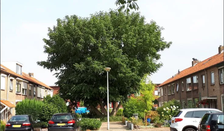 watersnipstraat 54 01