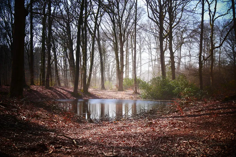 werner redlich pixabay