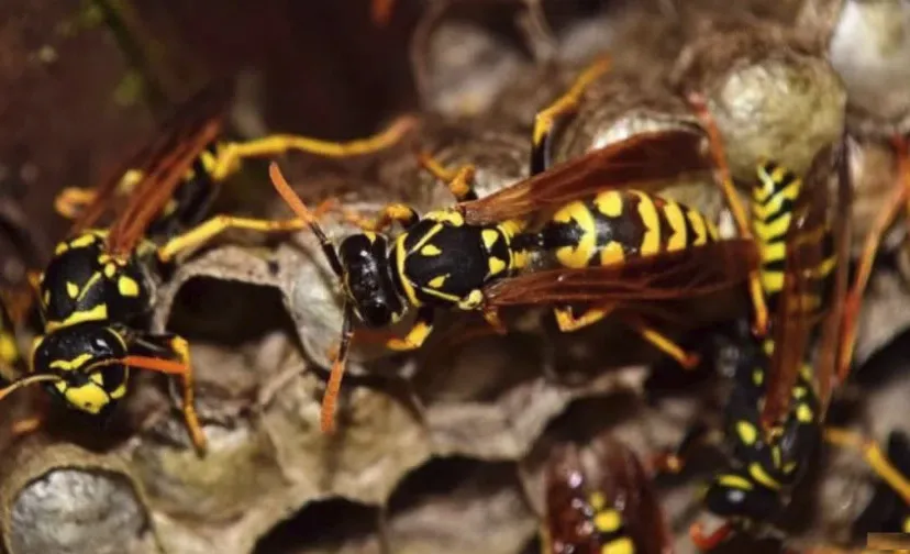 wespen