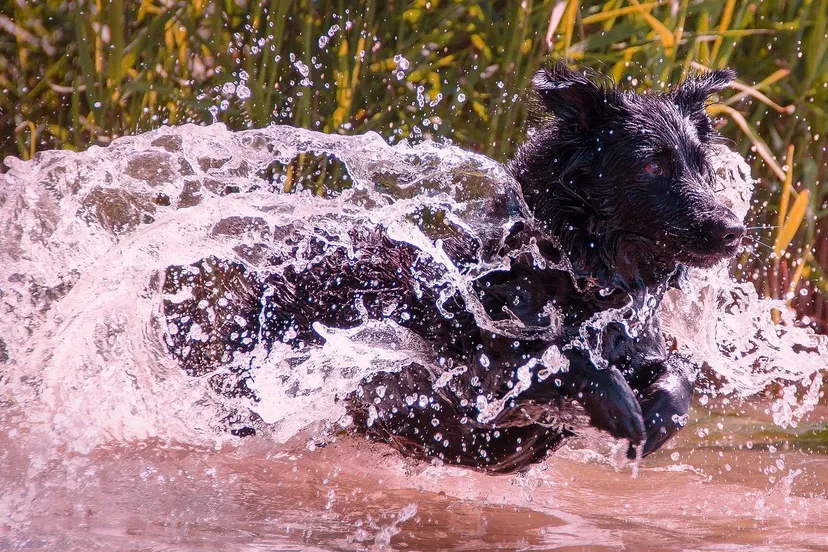 wet dog 1517741 1280