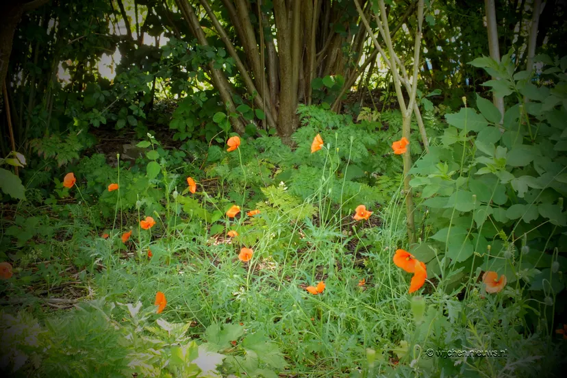 woezik in beeld bloemen